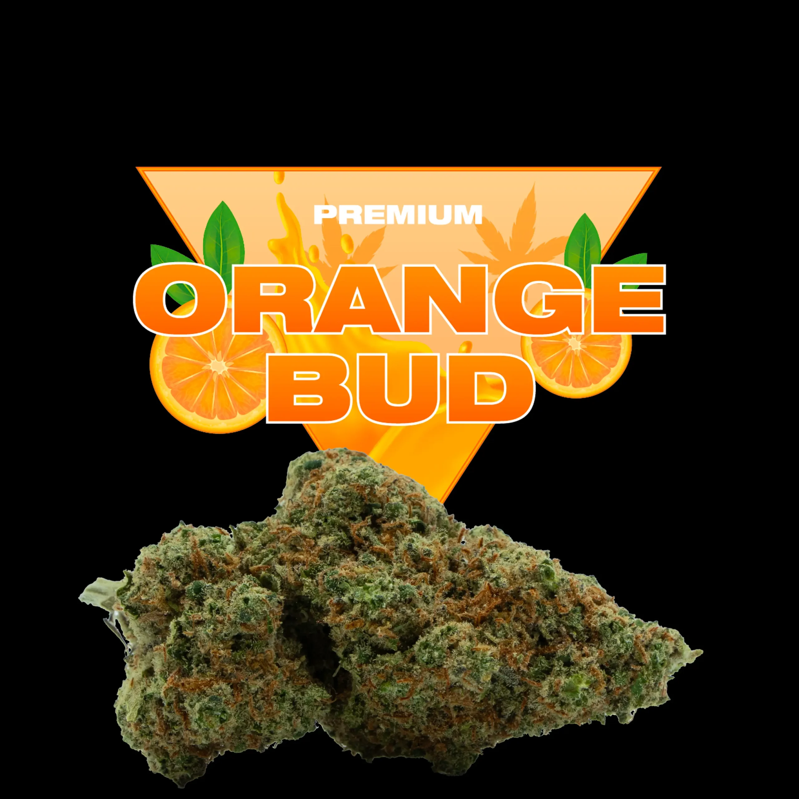 Orange Bud