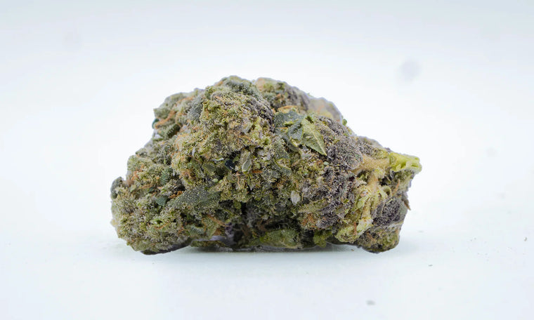 Amnesia Frozen